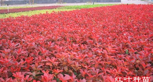 紅葉石楠色塊